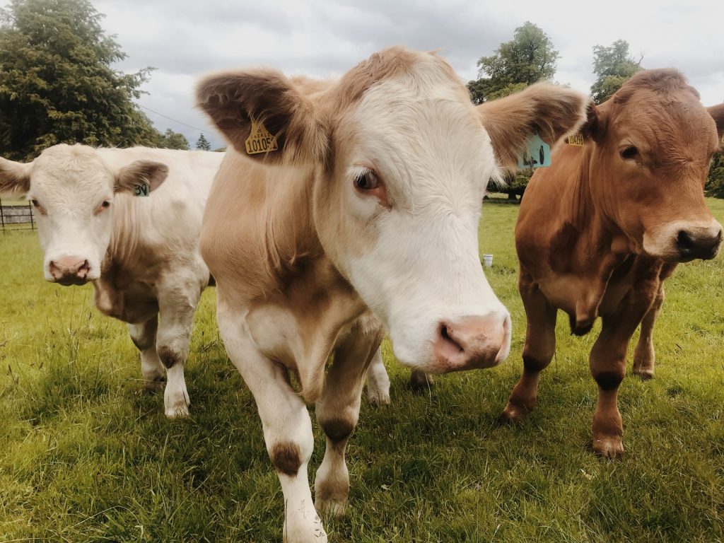 Photos of three cows grazing.