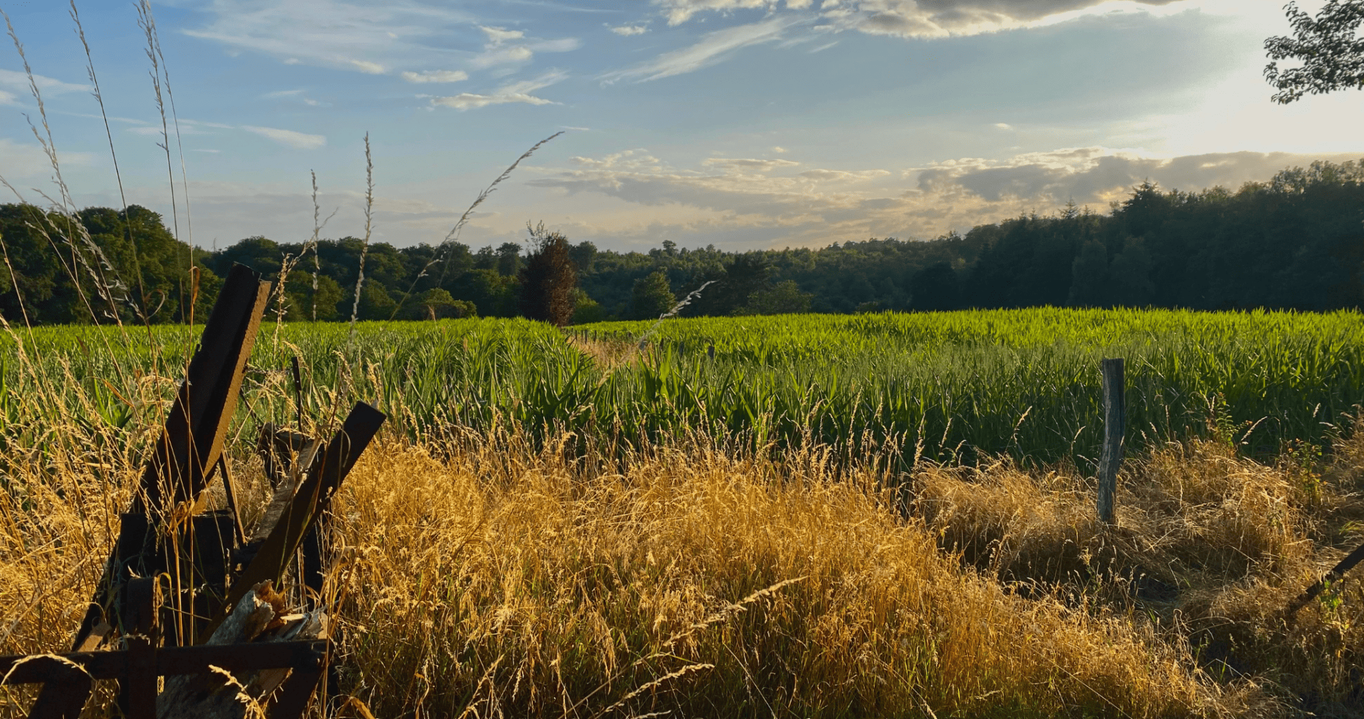 A wheat field on a sunny day.