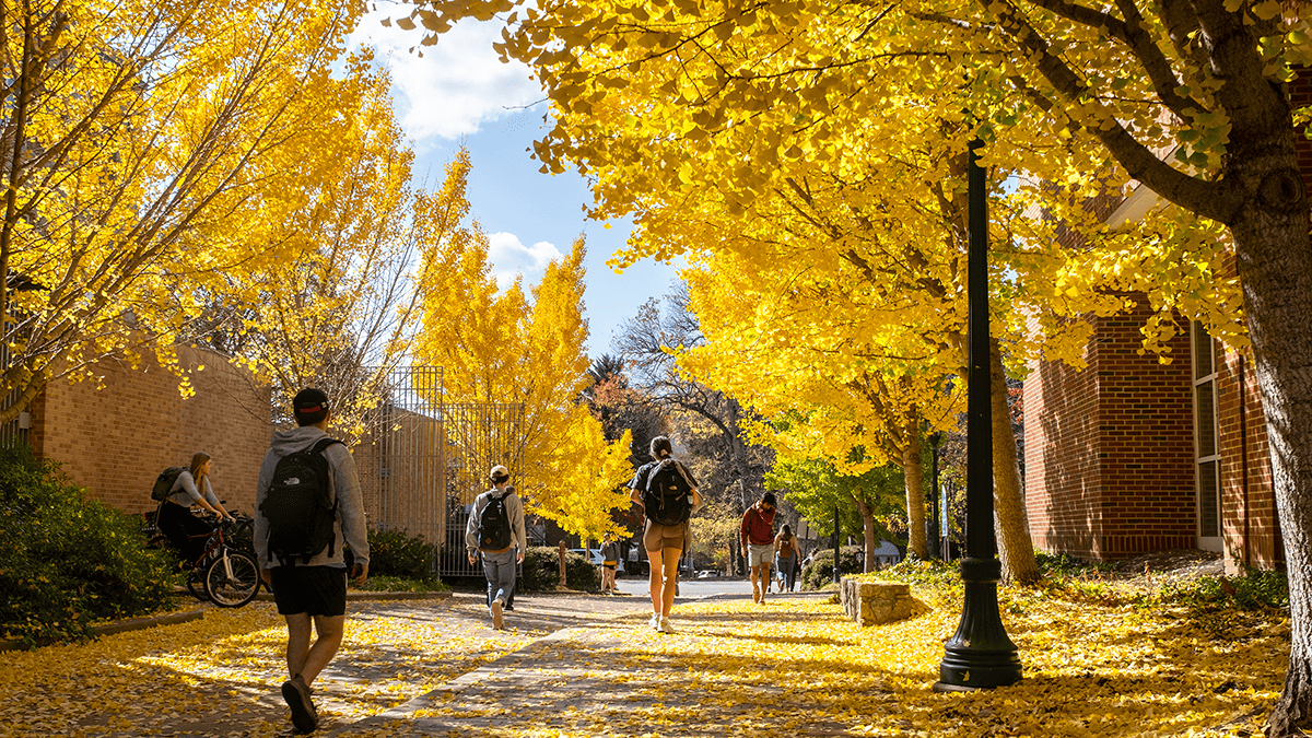 Students walk around the campus of UNC–Chapel Hill among trees with yellow leaves.