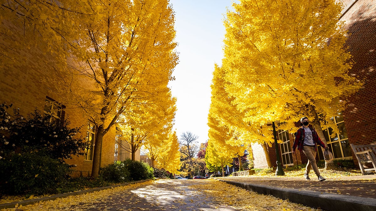 Yellow trees line the sidewalks on campus.