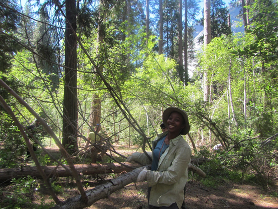Senam carries a tree limb in Yosemite National Park.